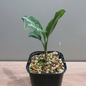 【草わるん】 アグラオネマ Aglaonema pictum “草わるん18” AT from Tigalingga 【AZ0818-5a】の画像8