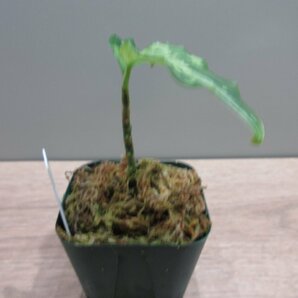 【渋美】アグラオネマ Aglaonema pictum tricolor Siberut 2nd 【LA2014-03】の画像4