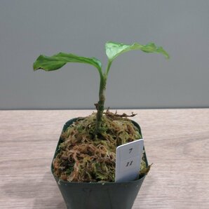 【渋美】アグラオネマ Aglaonema pictum tricolor Siberut 2nd 【LA2014-03】の画像5