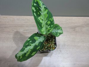 【Multicolor】Aglaonema pictum 'Multicolor' from Sumatera Barat 【AZ0912－3】