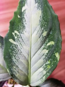 【bパッチ】 アグラオネマ Aglaonema pictum Silver-Mosaic bパッチ from Sumatra Barat【 AZ0514-1b 】