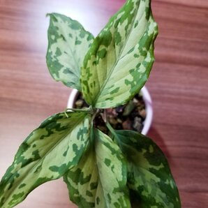 【渋美】アグラオネマ Aglaonema pictum tricolor Siberut 2nd 【LA2014-03】の画像7