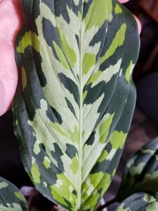【エウレカ】 アグラオネマ Aglaonema pictum tricolor type Eureka