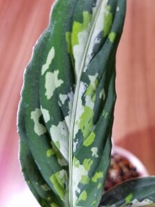 【GreenSplash】 アグラオネマ Aglaonema picutum “GreenSplash” Narrow BGW from Sibolga 【AZ0913-1b】