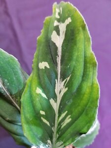 【CTA】 アグラオネマ Aglaonema pictum ちゃれんじ ざ あぐら（13冬）from Sibolga Timur【 AZ0813-4 】