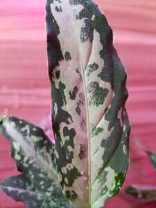 【Galaxy】アグラオネマ Aglaonema pictum “Galaxy”DFS from Sumatra Barat【AZ0912-1】