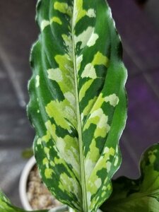 【CTA】 アグラオネマ Aglaonema pictum ちゃれんじ ざ あぐら（16春）BNN from Sibolga AZ0216-1k No.5