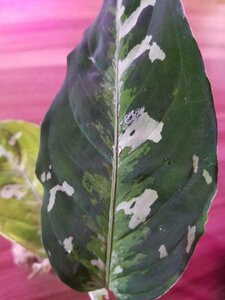 【TK便】 アグラオネマ Aglaonema pictum “TK便⑥”