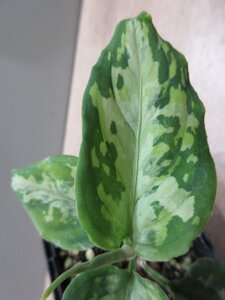 【Multicolor】Aglaonema pictum 'Multicolor' from Sumatera Barat 【AZ0912－3】