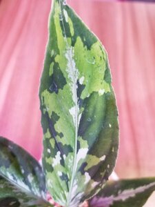 【JUDY】 アグラオネマ Aglaonema pictum Multi color Judy (14冬) from Sibolga timur 【 AZ0614-5 】