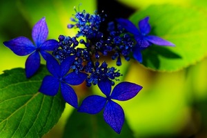 6月の花　藍姫　山紫陽花　ロイヤルブルーの花の開花が始まりました~♪ 