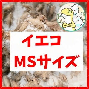 MSサイズ 【150匹+死着保証20% 】送料込み1000円 イエコ ヨーロッパイエコオロギ 送料無料 の画像1