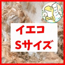 Sサイズ 【200匹+死着保証20% 】送料込み1000円 イエコ　ヨーロッパイエコオロギ　送料無料　_画像1