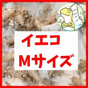 Mサイズ 【100匹+死着保証20% 】送料込み1000円 イエコ　ヨーロッパイエコオロギ　送料無料　