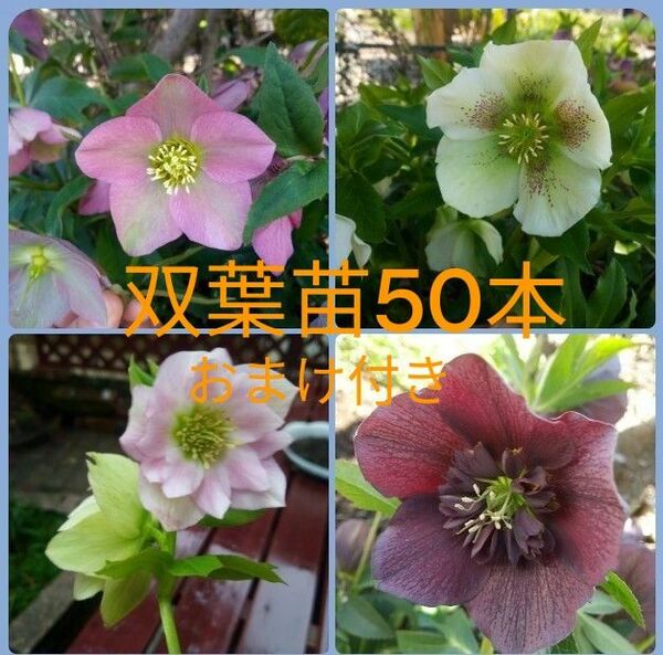 クリスマスローズ 発芽苗50本 おまけ 開花株 ピンク