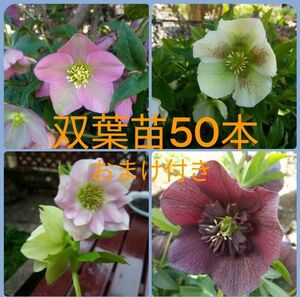 クリスマスローズ 発芽苗50本 おまけ 開花株 ピンク