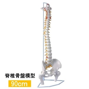 人体模型 骨 等身大 脊椎 模型 実物大 90センチ 脊髄骨盤模型 股関節 脊柱可動 ヘルニア病部 脊髄神経根 椎骨動脈 椎間板 LB-228 区分100S