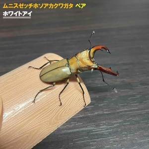 ムニスゼッチホソアカクワガタ ホワイトアイ ペア 【サイズフリー】 クワガタ 外国産 昆虫 生体 ok-18-WH-EYE 区分60Y