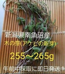 新潟県南魚沼産　木の芽(アケビの新芽)　255～265g