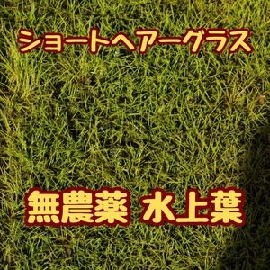 ADA水草の森　ショートヘアーグラス水上葉　500円玉サイズ　オススメ前景草