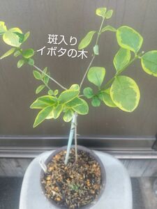 斑入りイボタの木