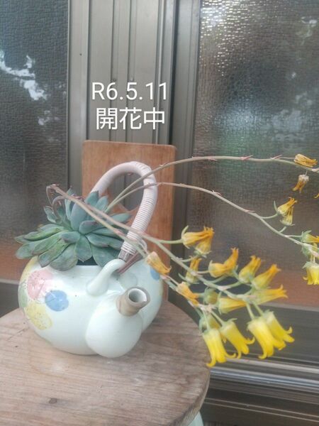 多肉植物