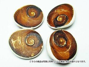 誠安◆極品天然AAAフォッシルシェル 貝化石 置物[T860-2]