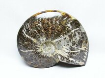 誠安◆天然石高級品アンモナイト化石[T723-1635]_画像3