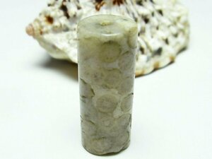 誠安◆超レア超美品AAA級天然フォッシルコーラル バレル型 ビーズ 化石珊瑚[T155-1469]