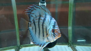 domestic production Full color turquoise discus 14cm rom and rear (before and after) 