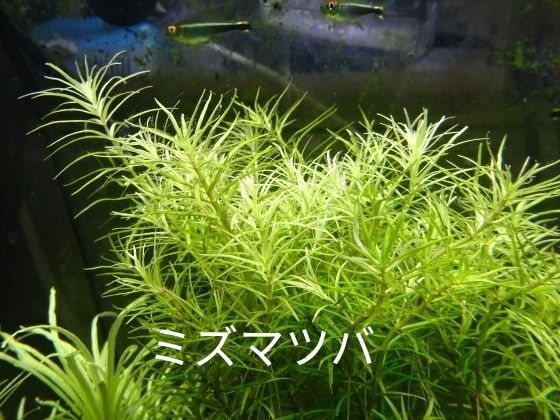 日本の水草　ミズマツバ　ミズトラノオ　ミズネコノオ