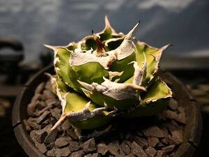 【Gric Agave】SAD 暗中斑 South Africa Diamond Dark variegated oteroi FO アガベ　チタノタ　南アフリカダイヤモンド　オテロイ