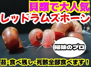 レッドラムズホーン 5匹 生体 種類 ヒラマキガイ 貝 巻き貝 苔 コケ めだか 餌 高級 販売 掃除 鑑賞