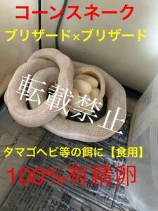 コーンスネーク 有精卵 ブリザード 【食用】卵1個 100%有精卵 人気の高級モルフ 白蛇 送料無料