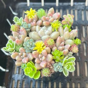 多肉植物　ちまちま寄せ植え　カット苗　セダム