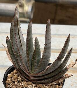 アロエ　Aloe compressa var.schistophila (4枚目参考画像)