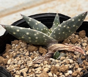 アロエ　Aloe arenicola (極楽錦)