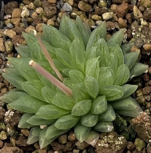 ハオルチア　Haworthia cooperi var.picturata Fernkloof