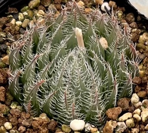 ハオルチア　Haworthia blackberdiana typ loc Queens town CL1