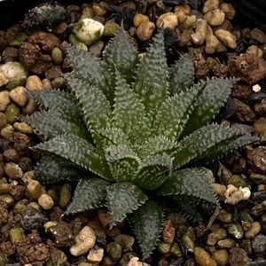 ハオルチア　Haworthia mirabilis var.diversicolor MBB6585/1 Olifantsdoorn