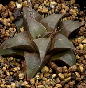 ハオルチア　Haworthia mirabilis cf muticoid MBB7500 Die kop