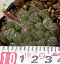 ハオルチア　Haworthia cooperi var.dielsiana MBB6565 W Somerset East_画像4