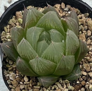 ハオルチア　Haworthia cooperi var.leightonii JDV91/97 chalumna