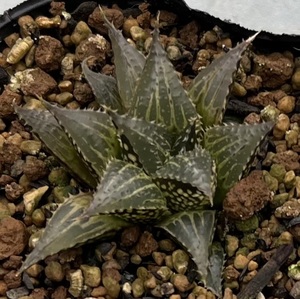 ハオルチア　Haworthia paradoxa IB4563 RIB0374 Varmaaklikheid