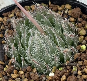 ハオルチア　Haworthia blackberdiana typ loc Queens town CL1