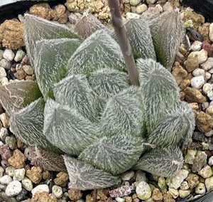 ハオルチア　Haworthia cooperi var.venusta ne Alexandria