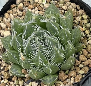 ハオルチア　Haworthia batteniae HS-0407BT