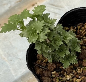 ロシア産マイナーセダム　Sedum populifolium（冬は葉を落とし枝だけになり休眠します）