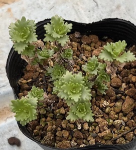 ロシア産マイナーセダム　Sedum populifolium（冬は葉を落とし枝だけになり休眠します）