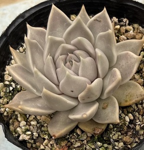 エケベリア　Echeveria tobarensis Tobar (実生苗)